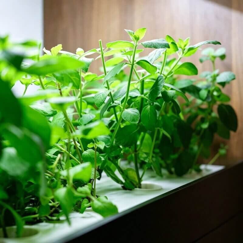 vertical hydroponic basil tower indoor lush growth space saving system for beginner hydroponic plants