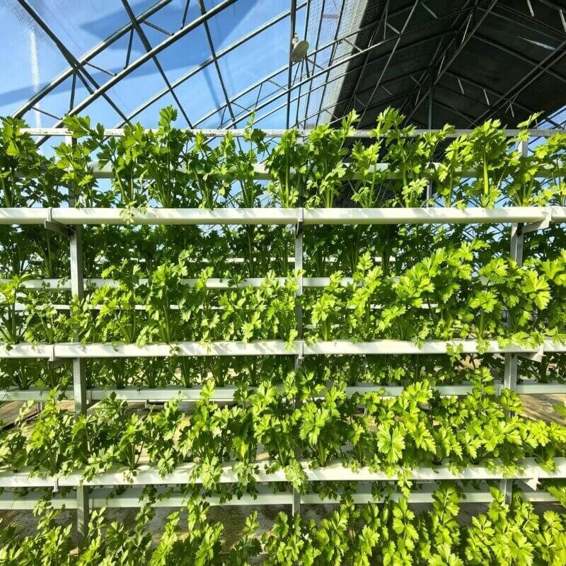 vertical hydroponic celery indoor tower system space saving setup for beginner hydroponic growers