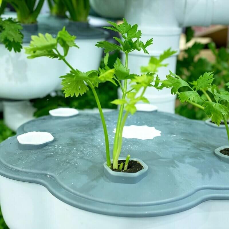 vertical hydroponic cilantro indoor herb garden space saving system for beginner hydroponic plants