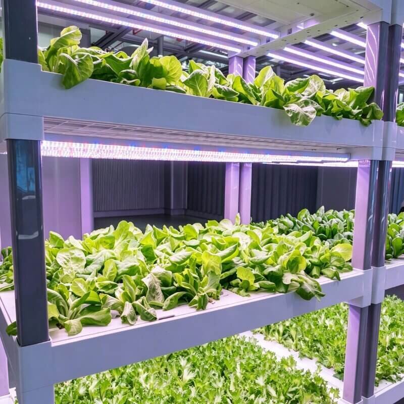 vertical hydroponic pak choi tower indoor leafy greens space saving system for beginner hydroponic growers