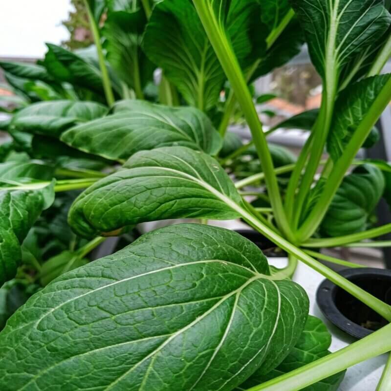 vertical hydroponic spinach tower indoor leafy greens space saving system for beginner hydroponic setups