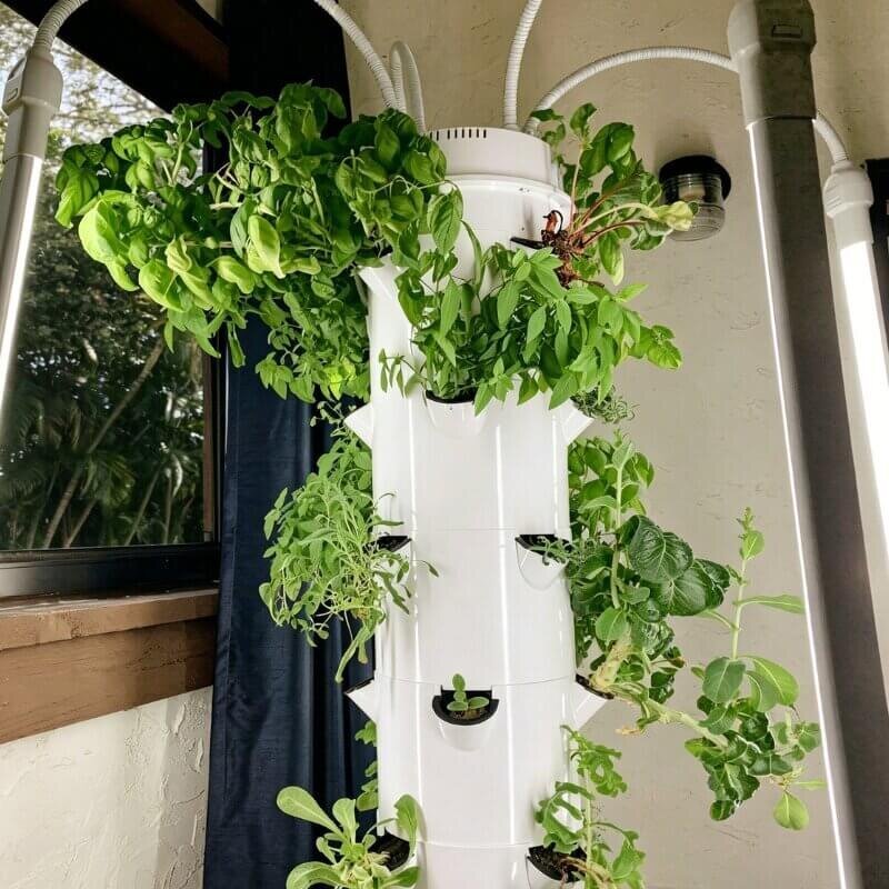 vertical hydroponic swiss chard indoor tower colorful leafy greens space saving system for beginner hydroponic growers