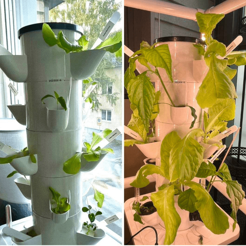 A clear 21 day growth timeline of Chinese cabbage in a Greenfuture Hydro smart 6 layer mini hydroponic tower. Perfect for efficient indoor gardening.