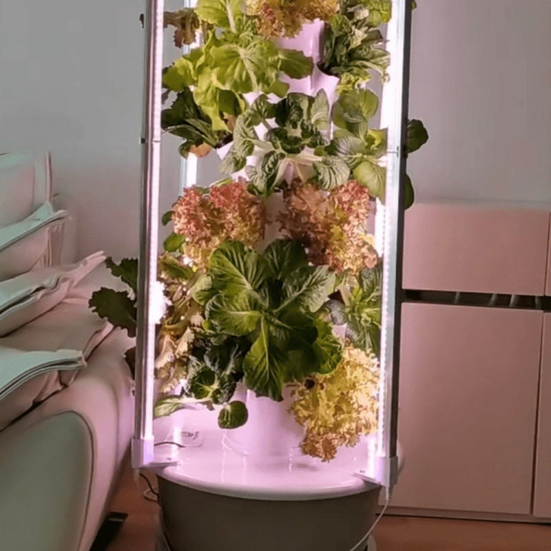 Enjoy healthy harvests! Cabbage and lettuce at 3 weeks, grown in the GreenFutureHydro 28-Hole Hydroponic Tower.