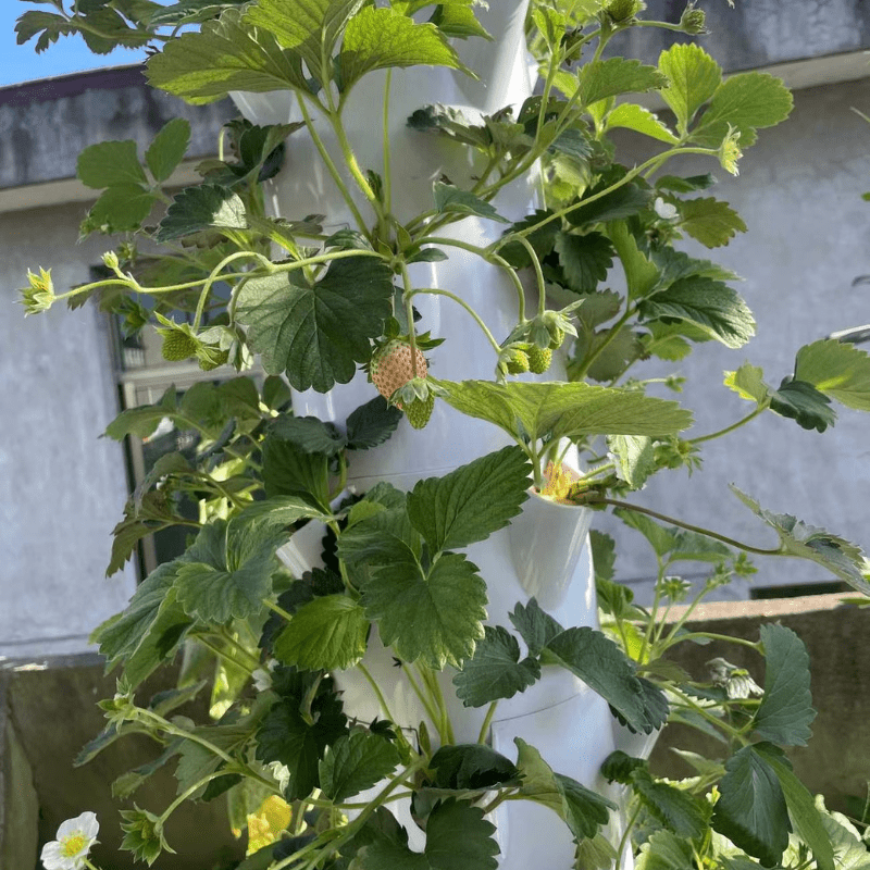 Cream strawberry growing in a hydroponic tower before turning red, showcasing vertical indoor farming technology.
