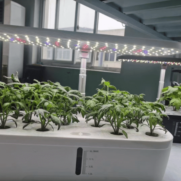 Greenfuturehydro Classroom & Kitchen Hydroponic Garden System for Herbs and Greens