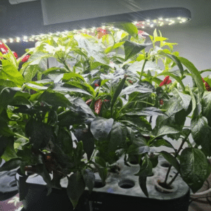 Greenfuturehydro Classroom & Kitchen Hydroponic Garden System for Herbs and Greens - 图片 5