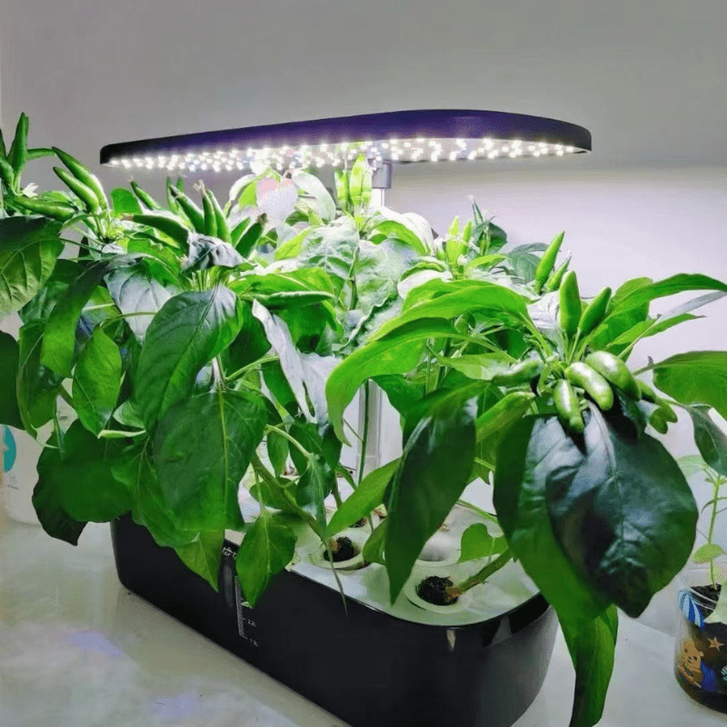 Desktop hydroponic system with 12 holes growing fresh green chili peppers indoors.