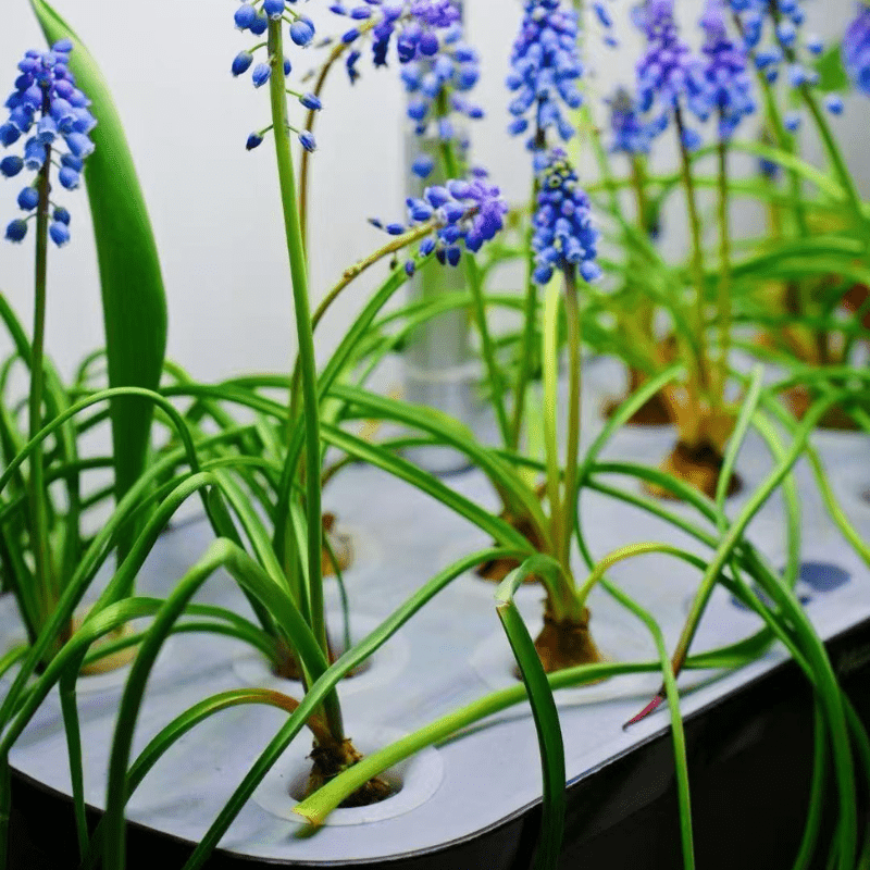 Clear display of healthy plants grown in the desktop hydroponic system with 12 planting holes, perfect for indoor gardening.