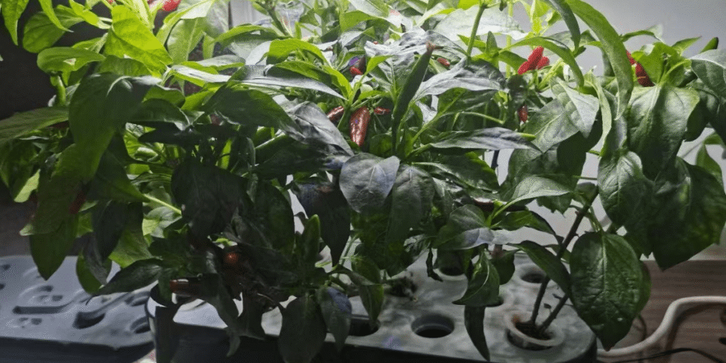 Compact desktop hydroponic plants on an office desk setup.