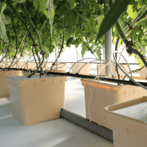 Greenfuturehydro Dutch Bucket DWC System – Cannabis, Tomatoes & Herbs | Bulk Supply - 图片 2