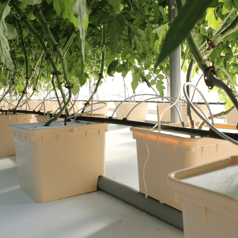 Dutch bucket hydroponic system featuring pump and drip irrigation, optimized for efficient cultivation of cannabis, tomatoes, and herbs both indoors and outdoors.