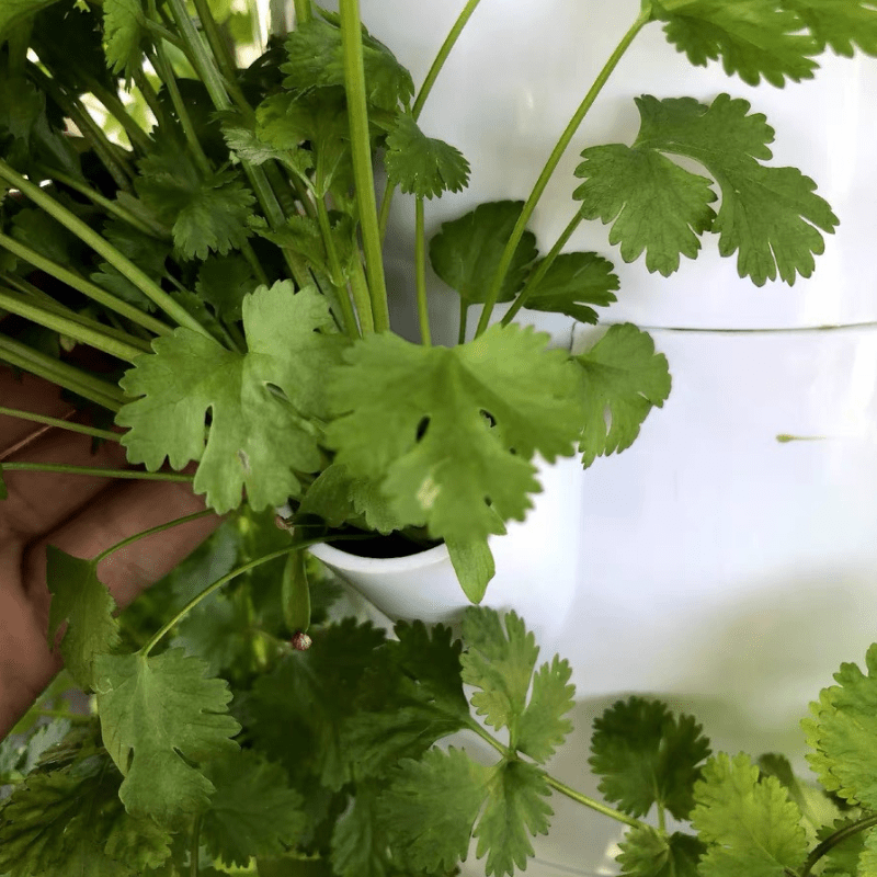 Fresh cilantro thriving in a 7-layer vertical hydroponic tower with 30L water tank for efficient indoor and outdoor growing.