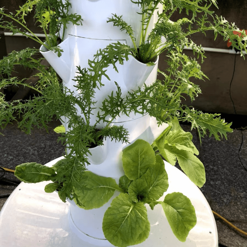 Growing crown daisy and Chinese cabbage in a 7-layer hydroponic tower for fresh, efficient indoor farming.