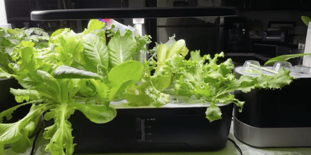 Hands-free plant care with desktop hydroponics system.