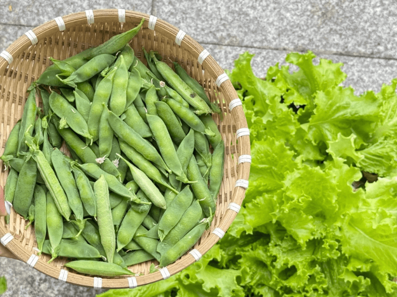 Harvesting snap peas from hydroponic tower.
