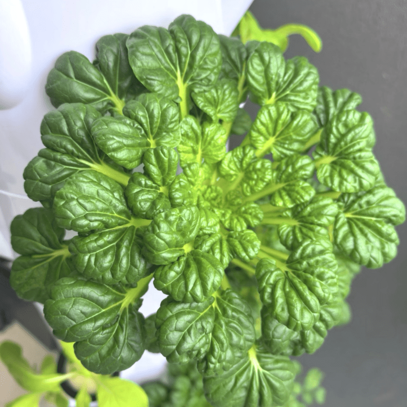 Healthy, thriving cabbage growing in a hydroponic tower for efficient indoor and outdoor farming.