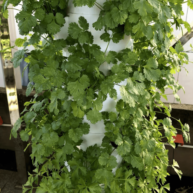 Thriving Cilantro in a Vertical Hydroponic Tower