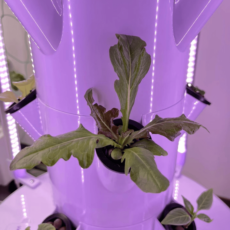 Grow fresh, healthy lettuce effortlessly with the GreenFutureHydro 7-Layer Vertical Hydroponic Tower. Perfect for indoor or outdoor use.