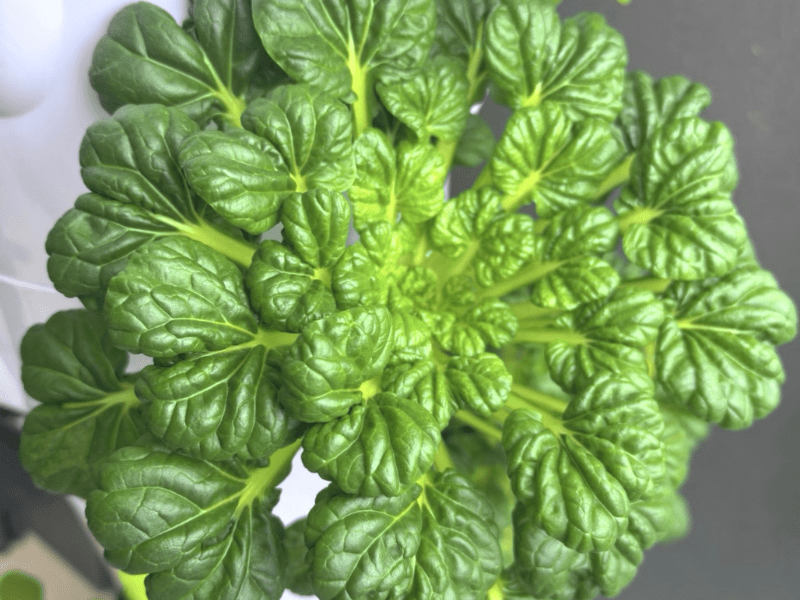 Hydroponic lettuce growing in vertical tower.