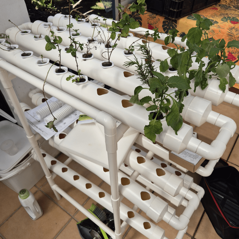 Indoor planting of green leafy vegetables