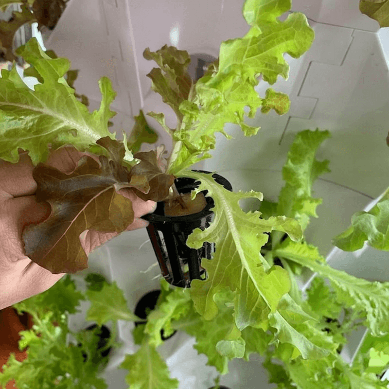 Lettuce growing in pineapple tower