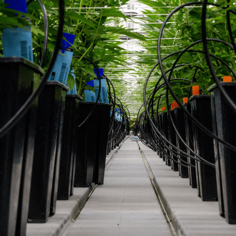 Linked Dutch Buckets series connection demonstrating an advanced and efficient hydroponic irrigation system design.