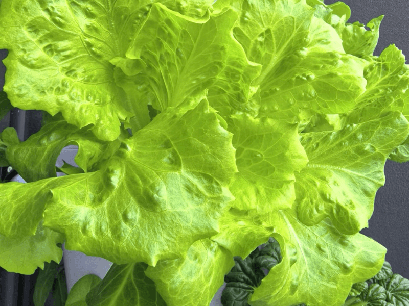 Lush butterhead lettuce growing in hydroponic tower.