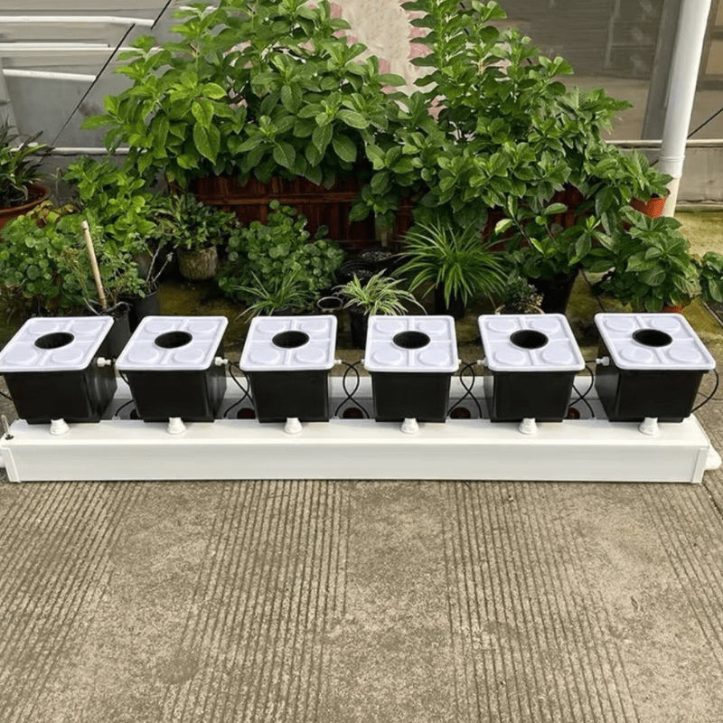 Multiple Dutch bucket hydroponic systems positioned side by side, designed for optimized cultivation of cannabis, tomatoes, and herbs in both indoor and outdoor environments.
