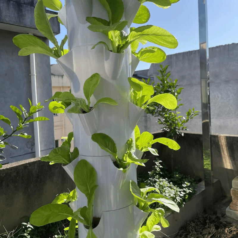 One week after transplanting Chinese cabbage in the GreenFutureHydro 7-layer vertical hydroponic tower, showing healthy growth and vibrant leaves.