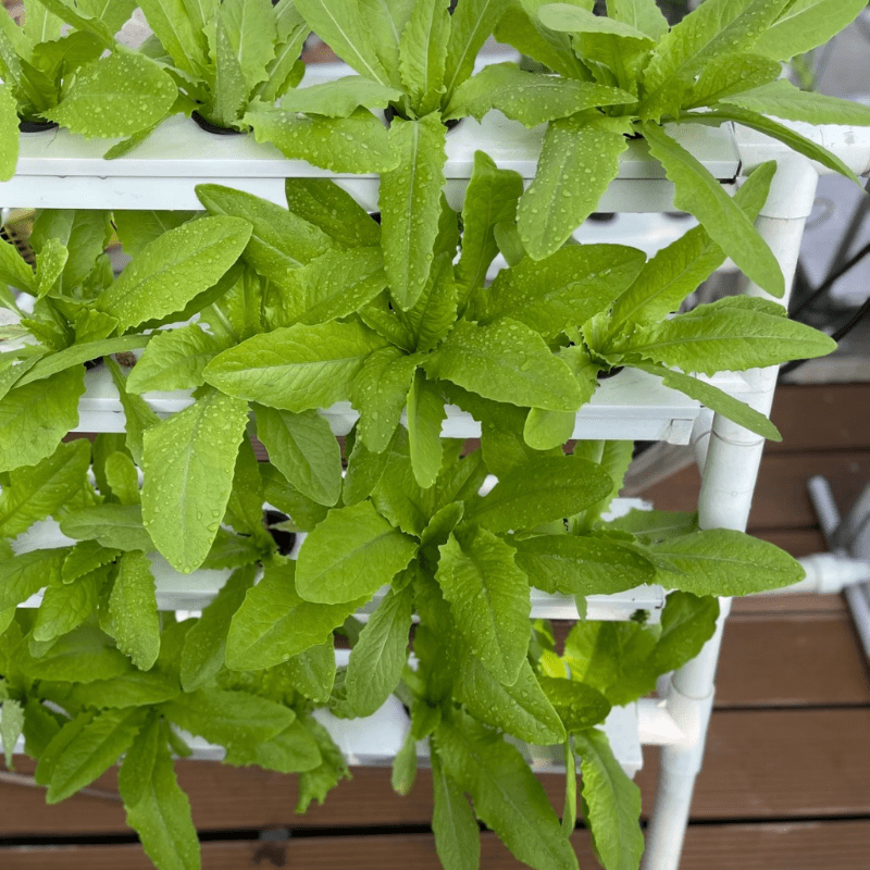 High-quality outdoor 36-hole NFT hydroponic growing rack designed for efficient bok choy and lettuce cultivation.