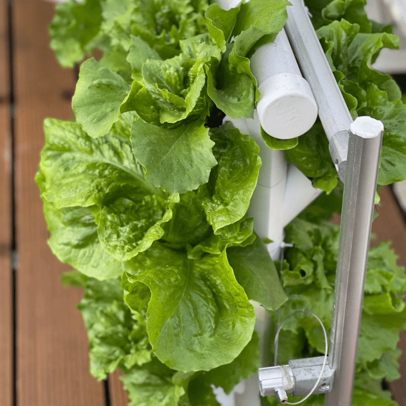 Outdoor Hydroponic 36-Hole NFT Growing Rack designed for efficient and sustainable vegetable cultivation. Ideal for both beginners and professional growers.