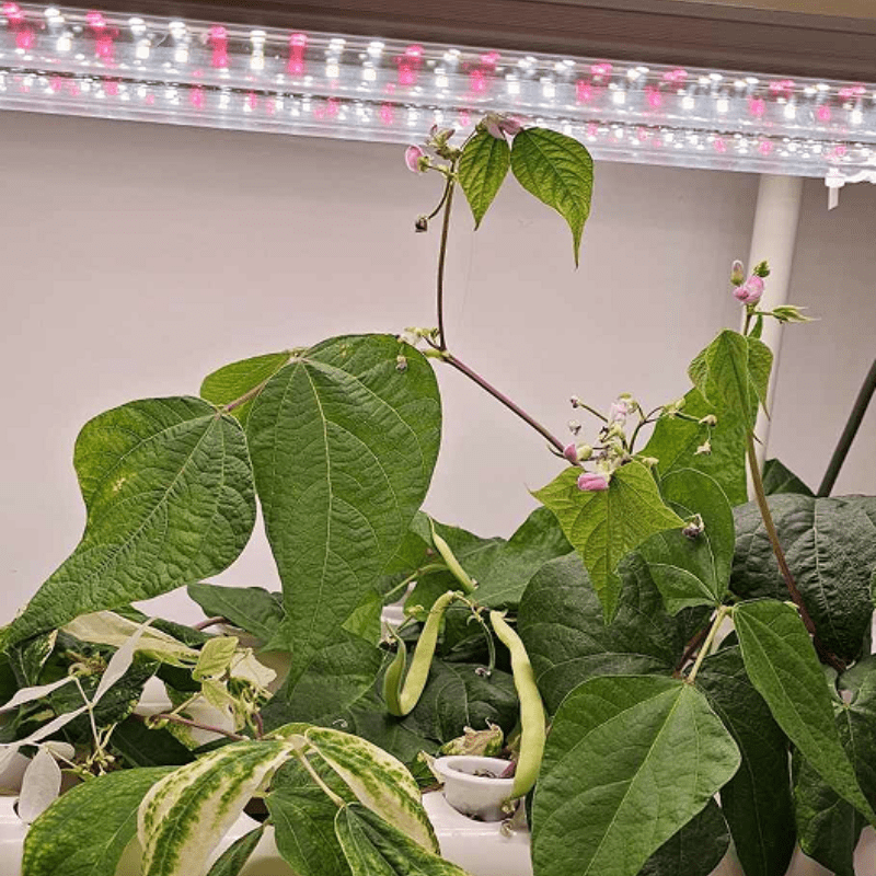 Peas grown under full spectrum plant light