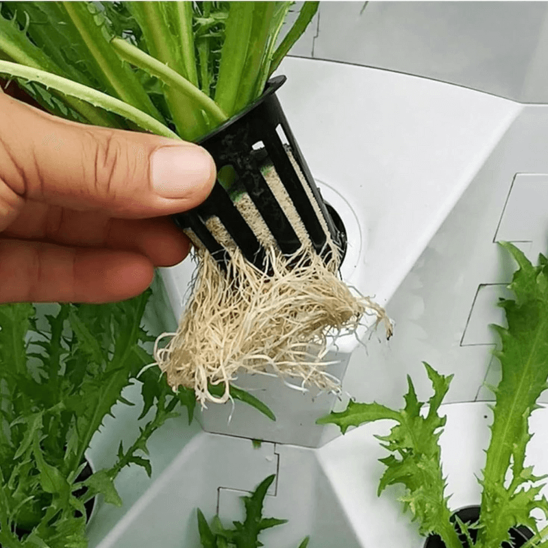 Pineapple Tower Planting Lettuce Achievements