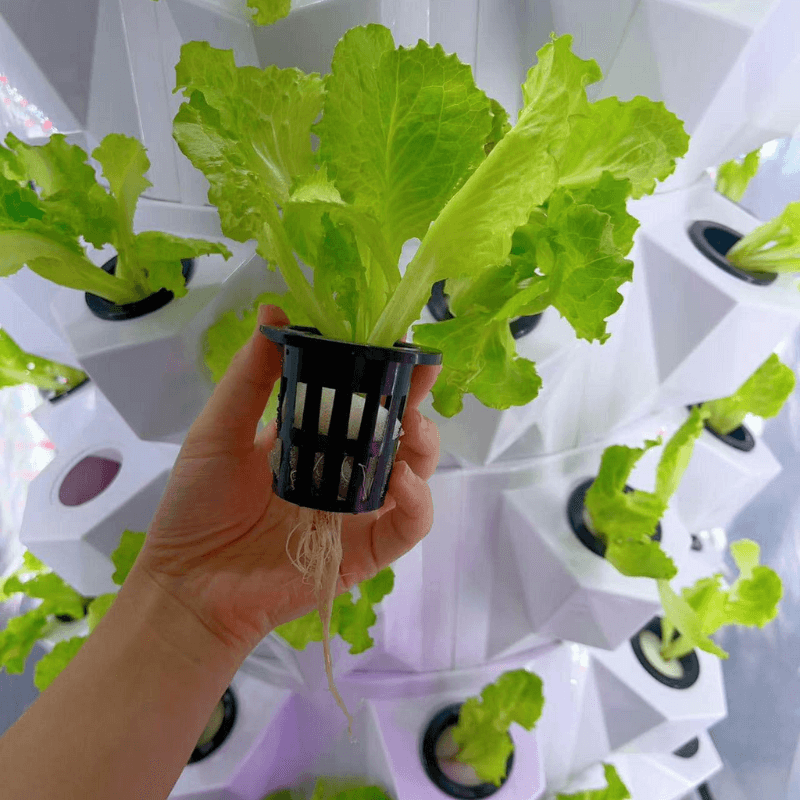 Pineapple Tower Planting Lettuce Display