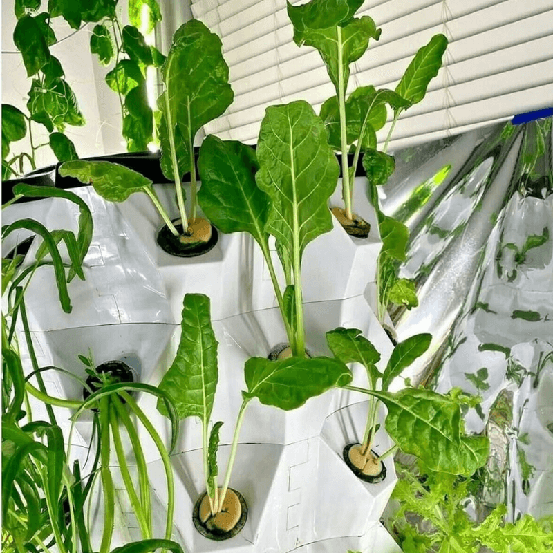 Pineapple tower planting water spinach and oil lettuce