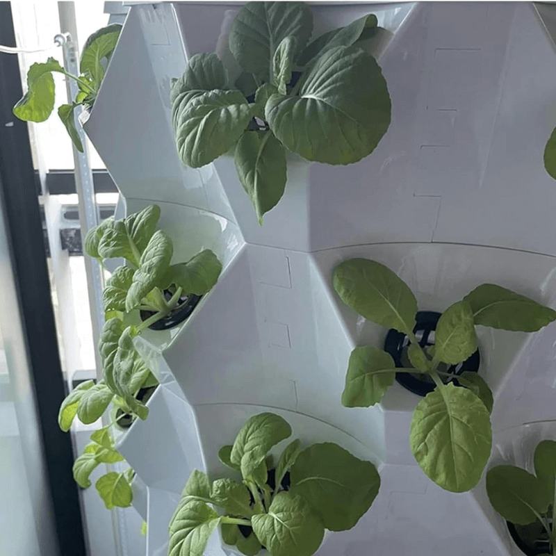 Planting cabbage in a pineapple tower