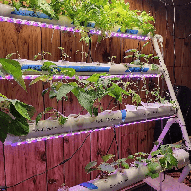 Indoor hydroponic growing results using a 36-hole NFT system with grow lights for strawberries, tomatoes, and herbs. Easy setup for beginners.