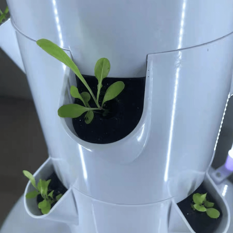 Seedlings thrive in a hydroponic tower after transplanting, showcasing efficient soilless farming.