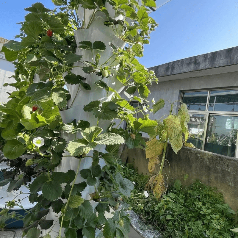 Healthy strawberries flourishing on a 7-layer outdoor hydroponic tower system featuring a 30L water reservoir for efficient cultivation.