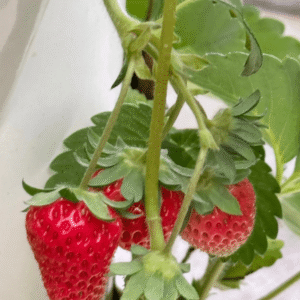 Greenfuturehydro 9 Layer 36 Hole Hydroponic Tower for Commercial Smart Farming - 图片 6