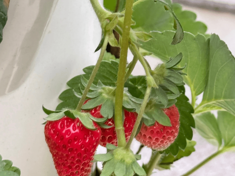 Strawberries growing in hydroponic tower system.