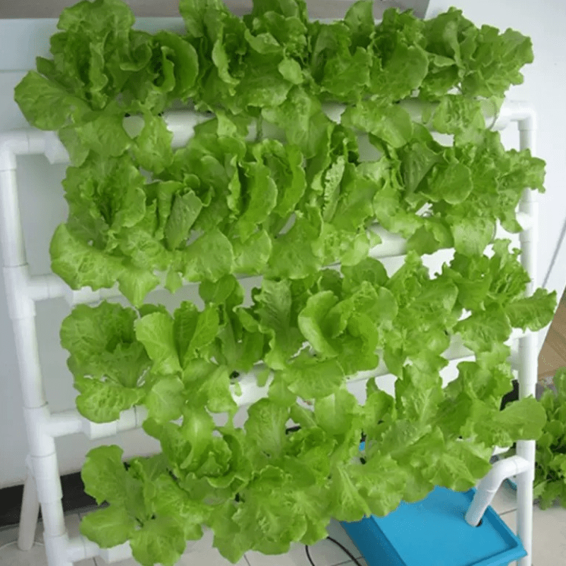 Successful cultivation of cabbage indoors utilizing a 36-hole, 4-layer NFT hydroponic growing rack for optimized vertical farming efficiency.