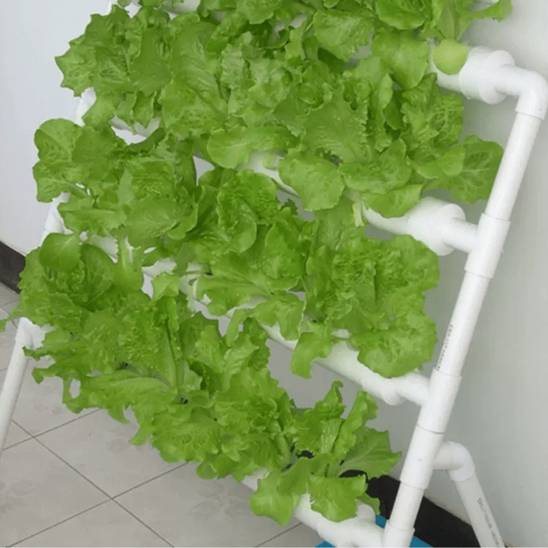 Successful cultivation of cabbage indoors using a 36-hole NFT hydroponic growing rack, demonstrating efficient vertical hydroponic farming techniques.