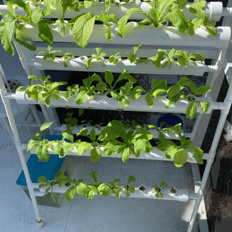 Successful outdoor growing using a 36-hole NFT hydroponic rack for strawberries, tomatoes, and herbs. Easy to set up and ideal for beginners.
