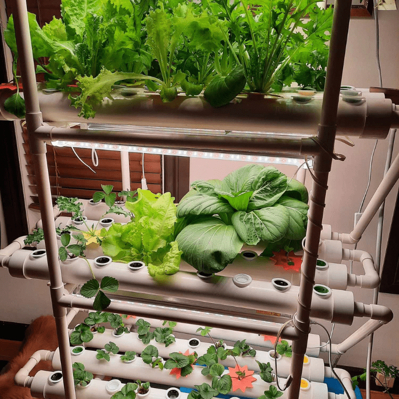 Successful cases of indoor cultivation of various vegetables