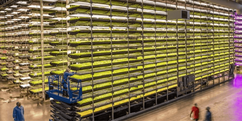 Hydroponic Farming: Fad or Future?
