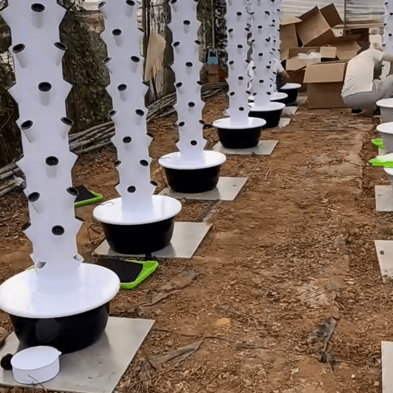 Commercial farms using hydroponic towers to grow healthy vegetables efficiently, saving space and water for sustainable agriculture.