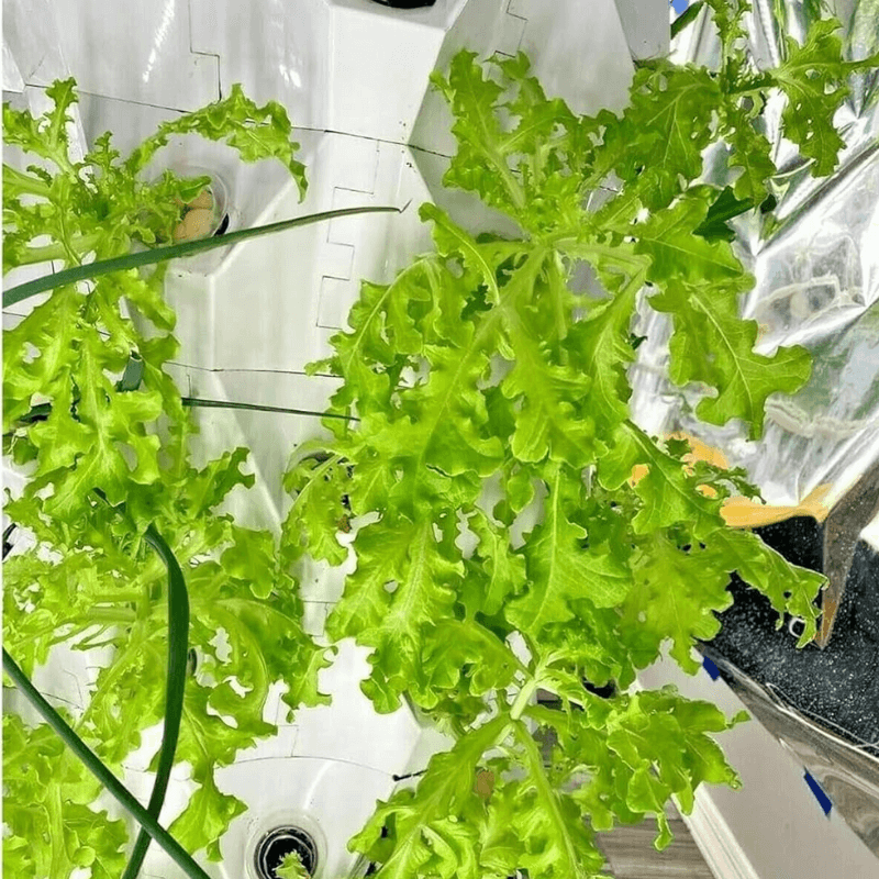 Vegetable harvest in Pineapple Tower