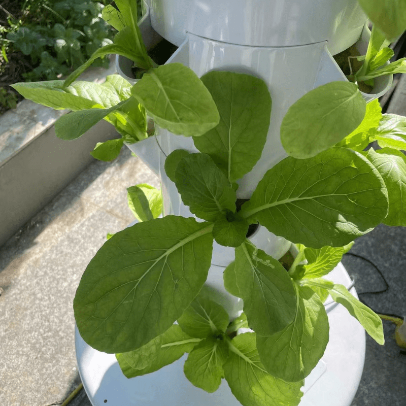 Vibrantly growing cabbage in a 7-layer hydroponic tower for efficient indoor and outdoor vegetable cultivation.